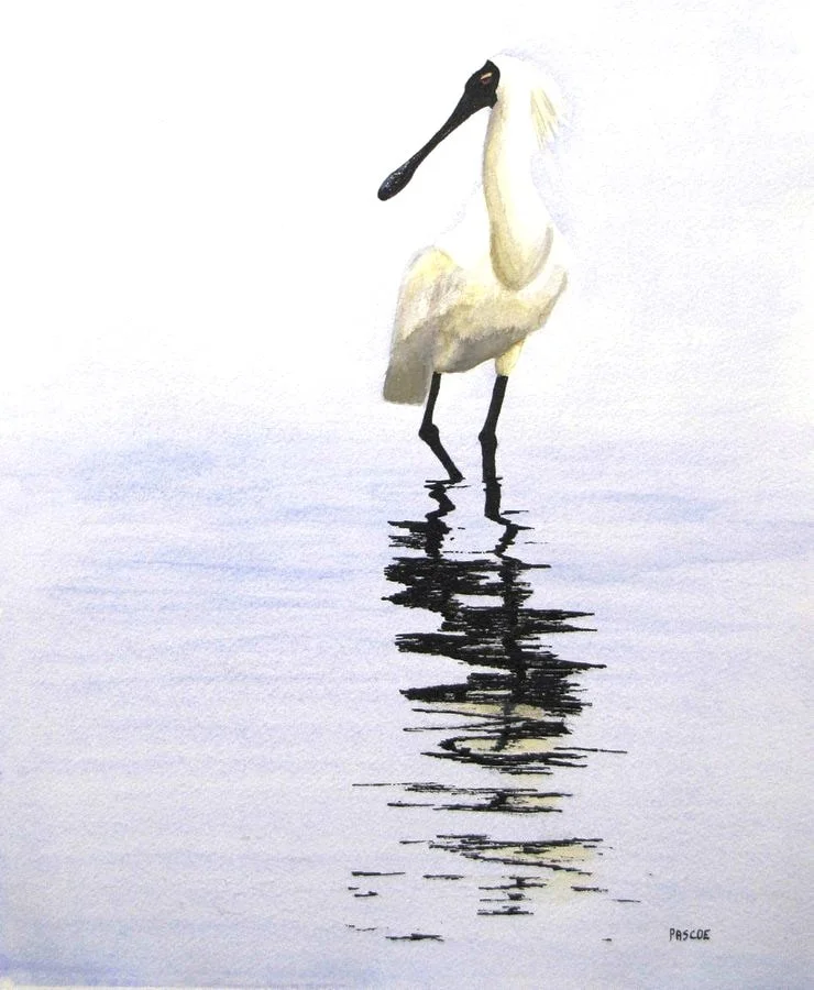 Just Posing (Royal Spoonbill)
