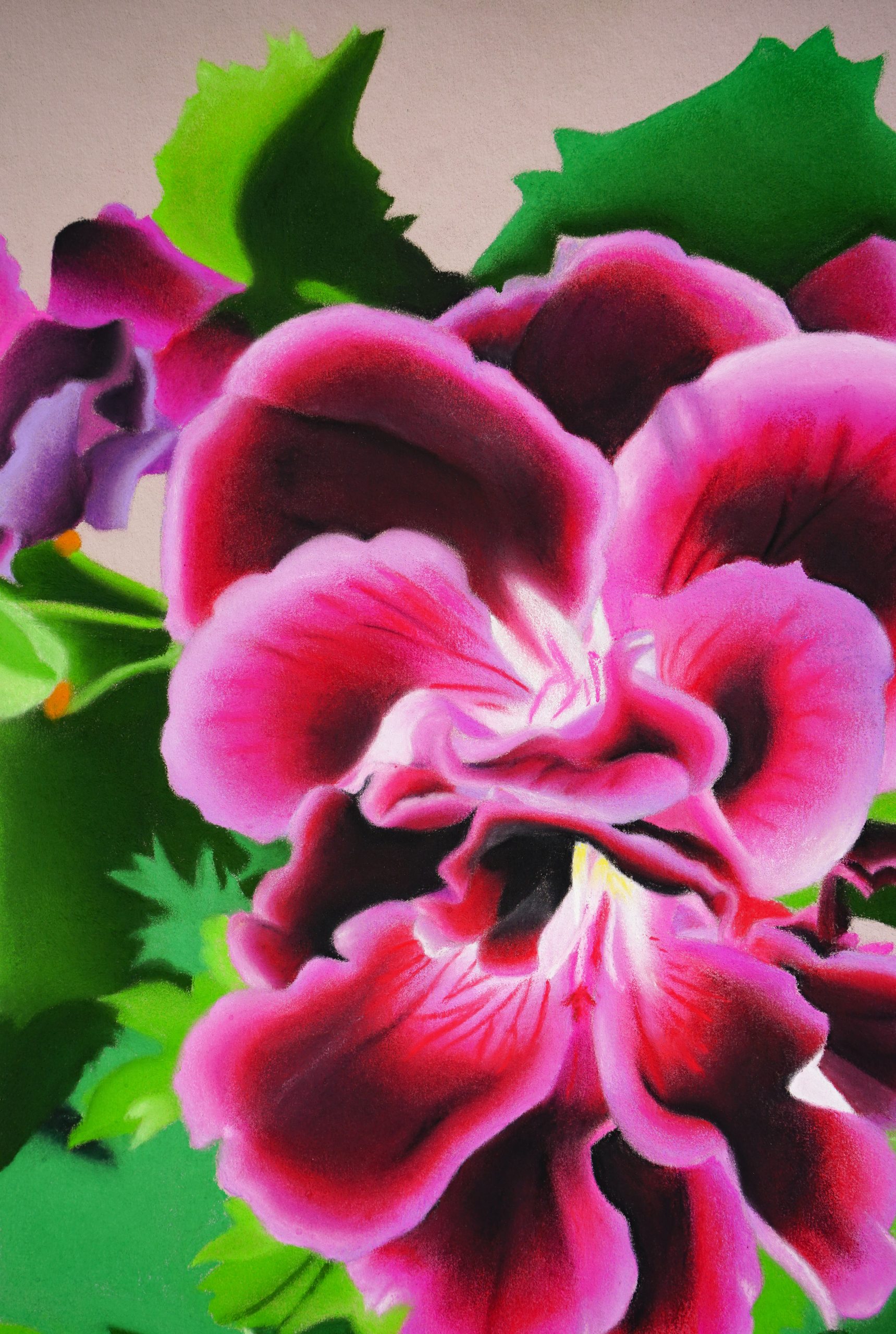 Falentine_Amy_Regal Geranium - 3