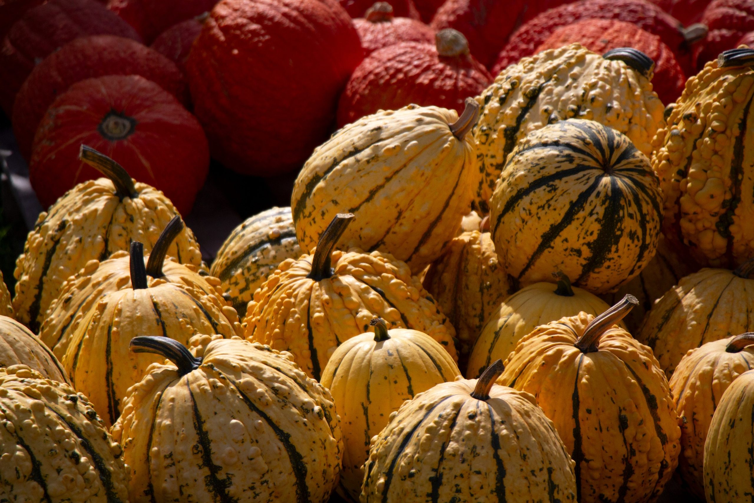 Jackson_Tony_Near Kennebunkport ME USA_4244