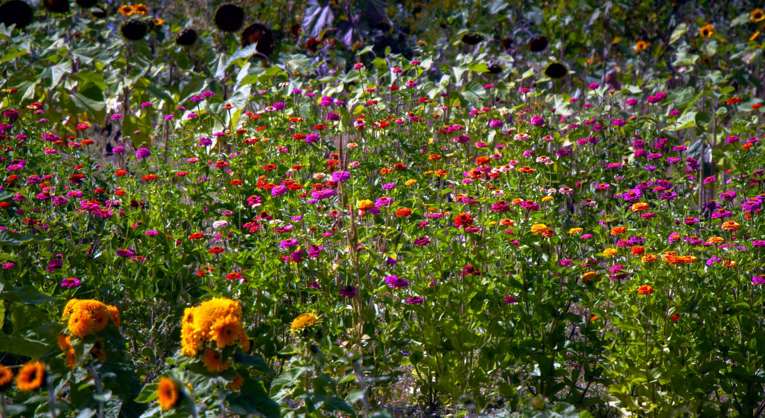 AUTUMN FLOWERS VERMONT USA Sept 2025