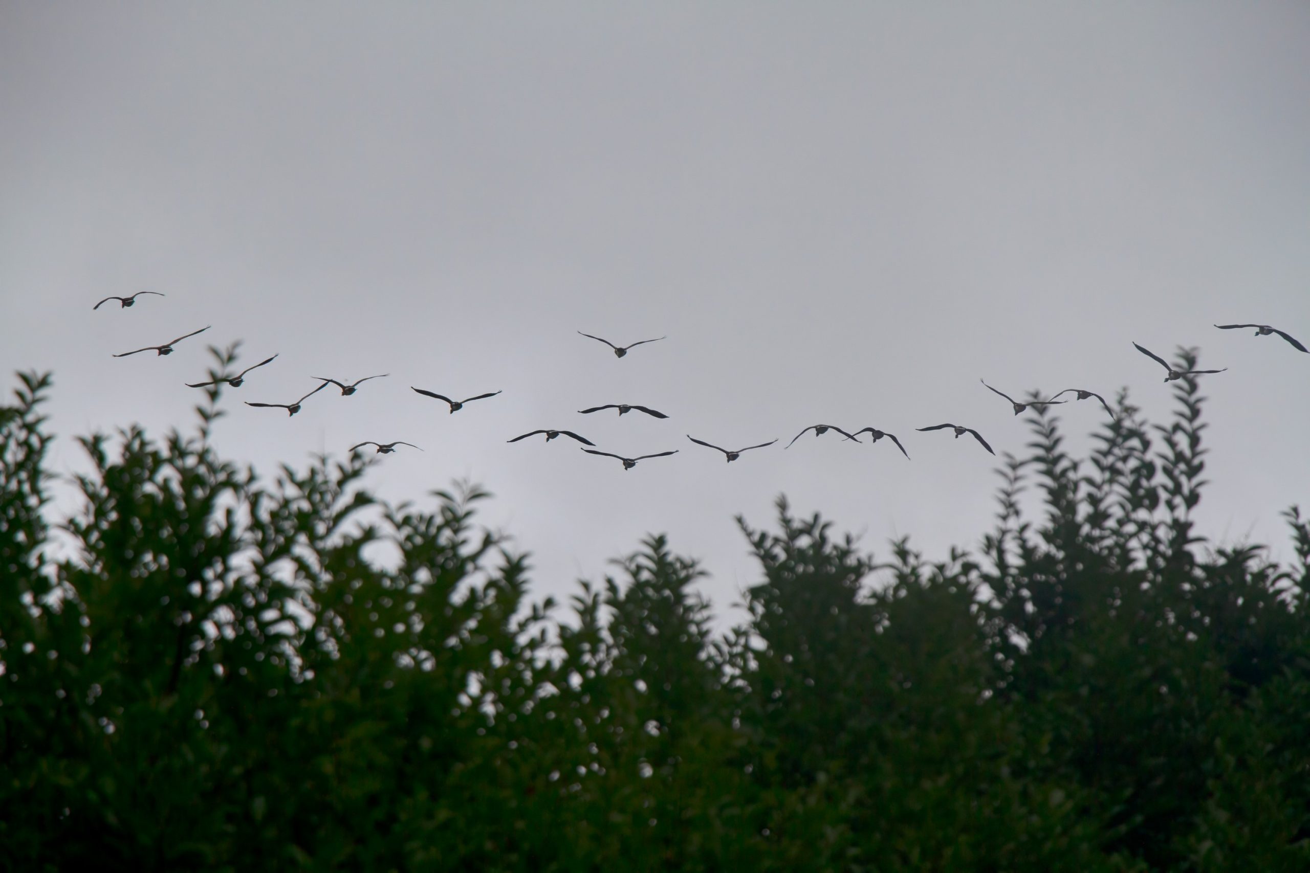 BIRDS VERMONT USA Sept 2025