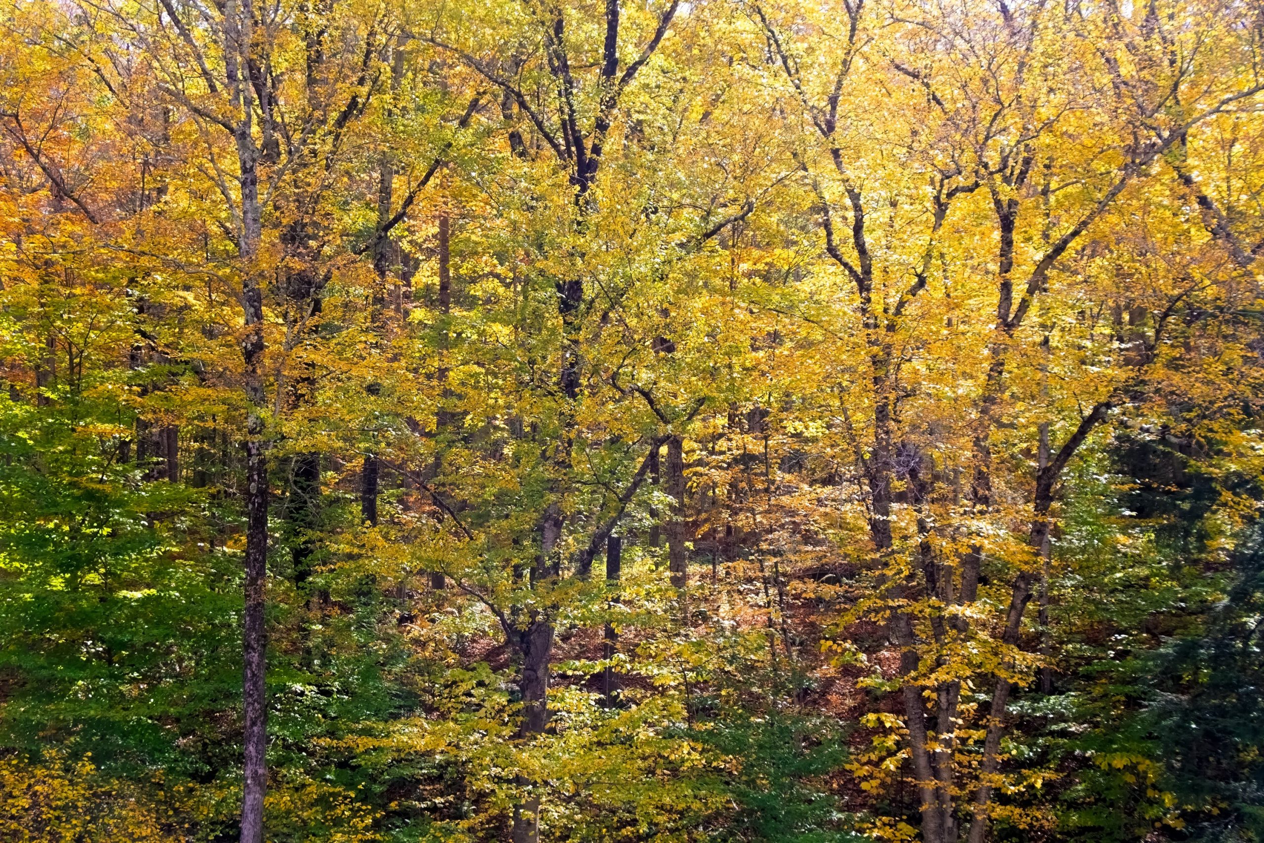 FOREST COLOURS VERMONT USA Sept 2025