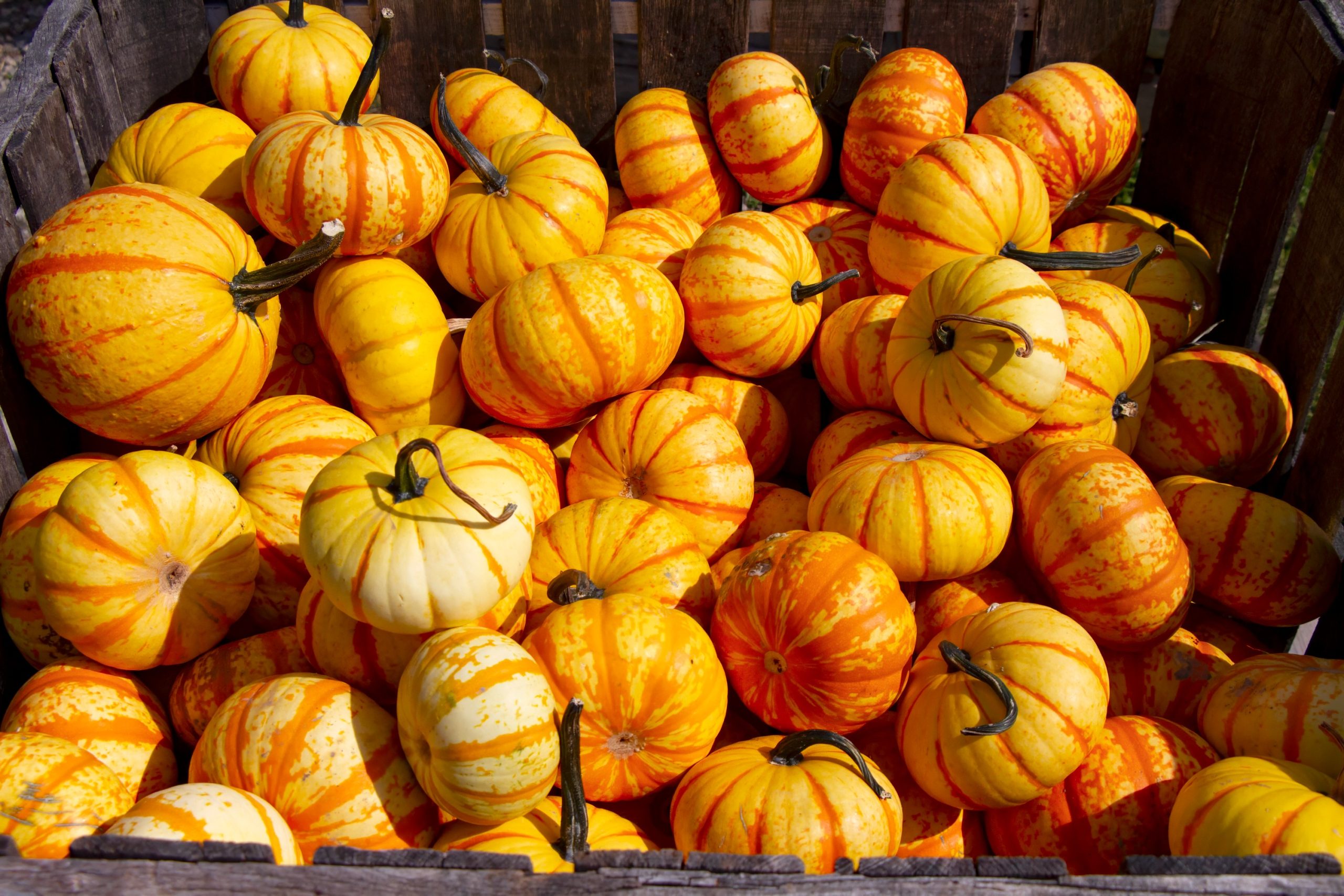 HARVEST PUMPKINS VERMONT USA