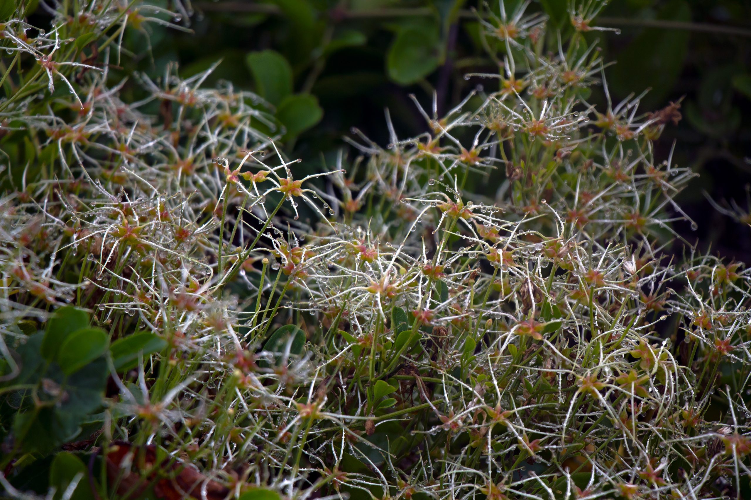 NEWPORT CLIFF WALK FLOWER RHODE ISLAND Sept 2025