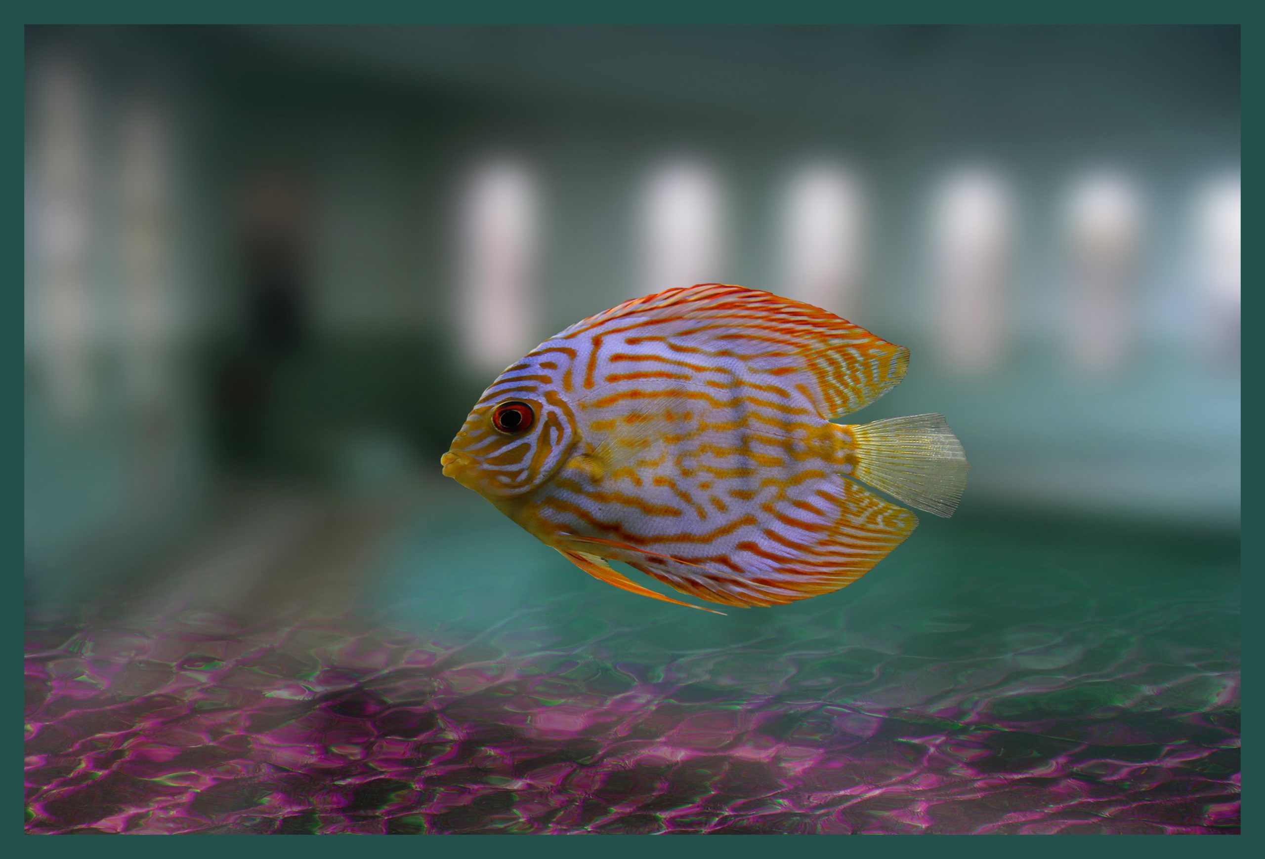 4 MY HOME AS A FISH