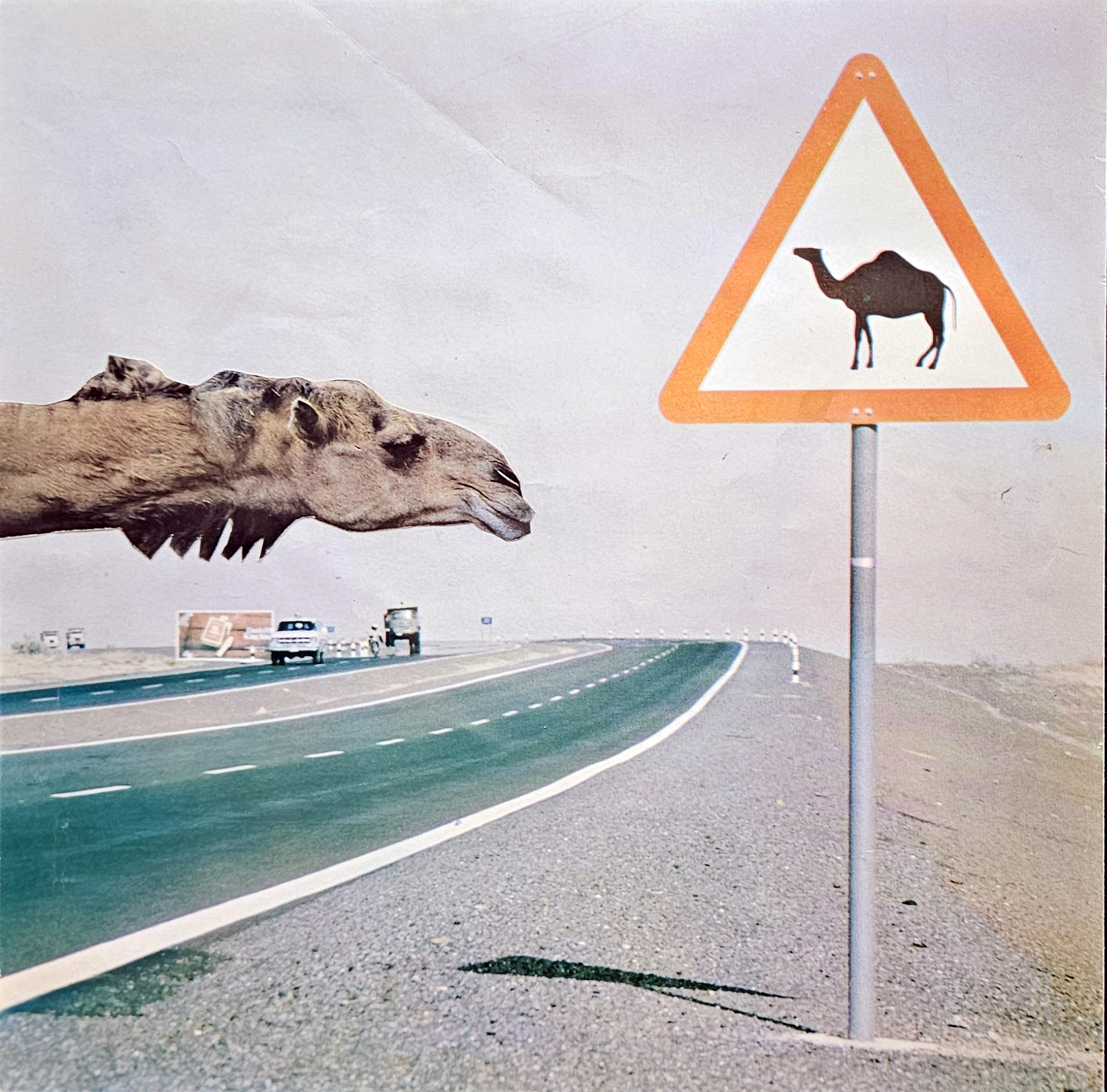 COLLAGE CAMEL ON ROAD